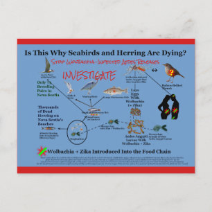 Stop Using Wolbachia and Investigate by RoseWrites Postcard