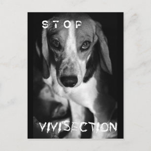 Stop vivisection - Postcard
