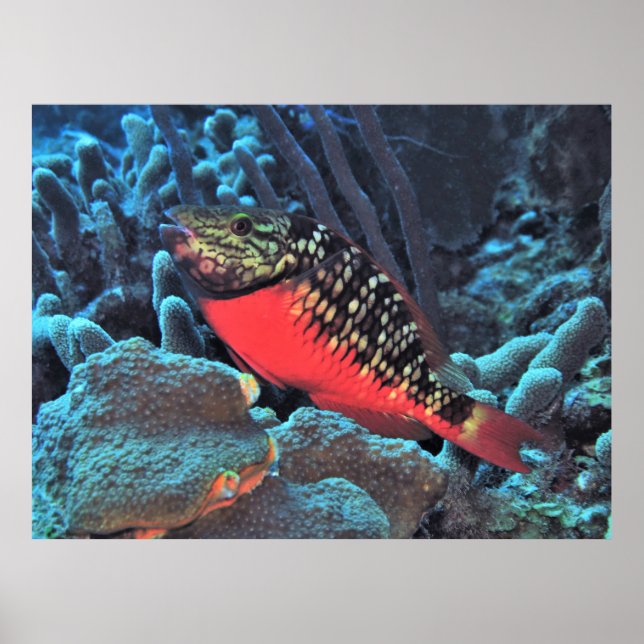 Stoplight Parrotfish Poster (Front)