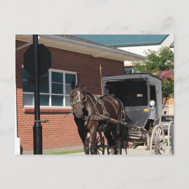 Stopped for a Spell, An Amiish Horse at stop sign Postcard (Front)