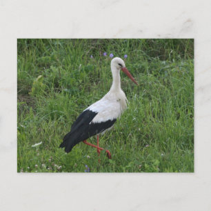 Stork 1 postcard