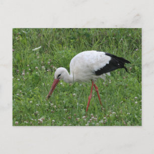 Stork 3 postcard