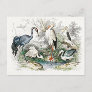Stork Crane Vintage Art Postcard
