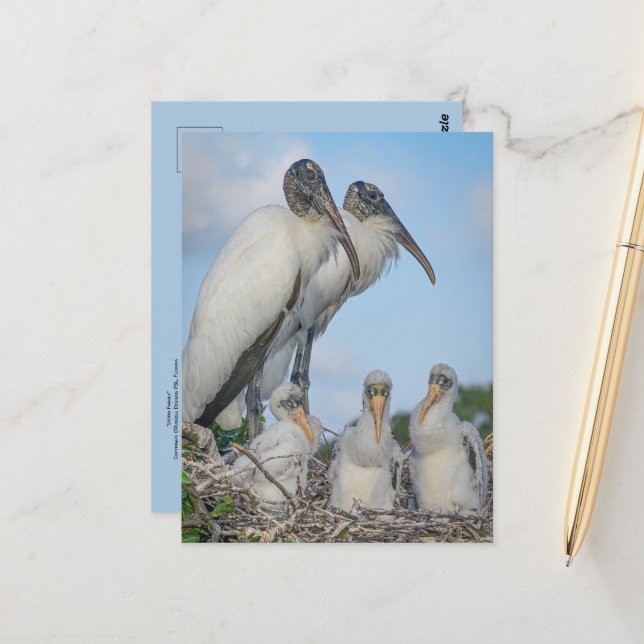 Stork Family Postcard  (Front/Back In Situ)