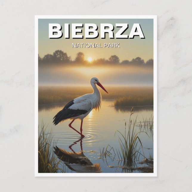 Stork in Biebrza National Park Poland Travel Postcard (Front)