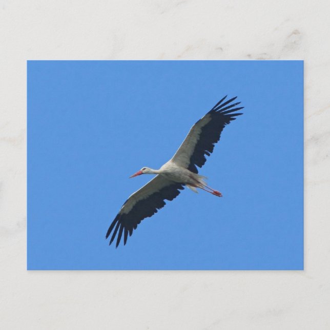 Stork in flight postcard (Front)