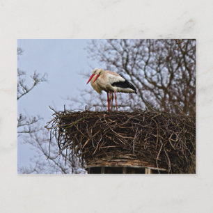 Stork in Nest Postcard