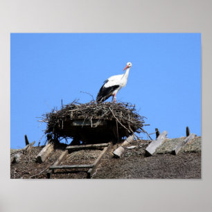 Stork on nest poster