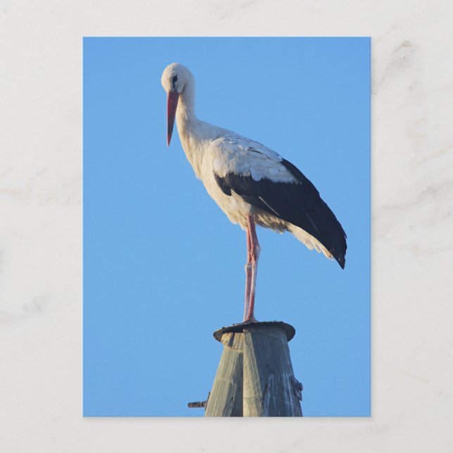 Stork on pole postcard (Front)