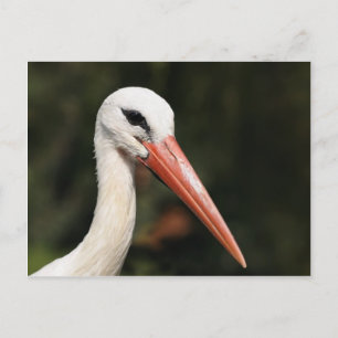 Stork - symbol of Strasbourg and Alsace, France Postcard