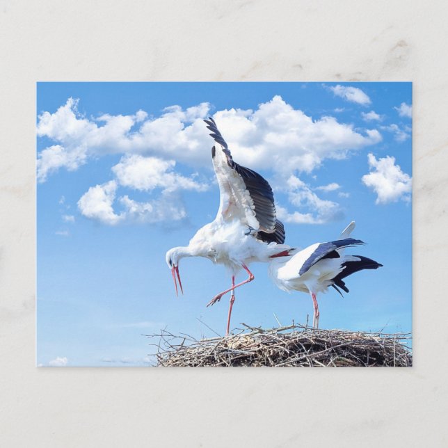 Storks in the sky postcard (Front)