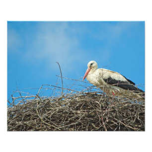 Stork's Nest Photo Print