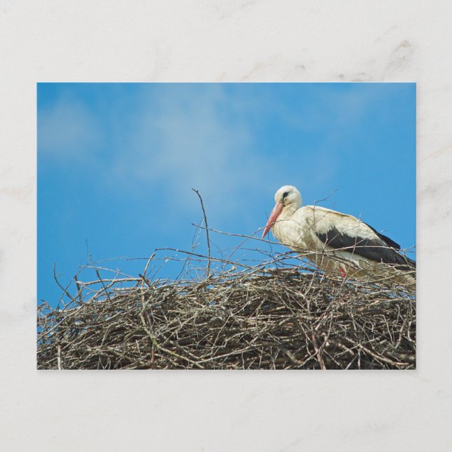 Stork's Nest Postcard (Front)