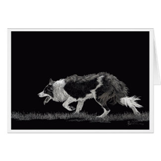 Storm the Border Collie