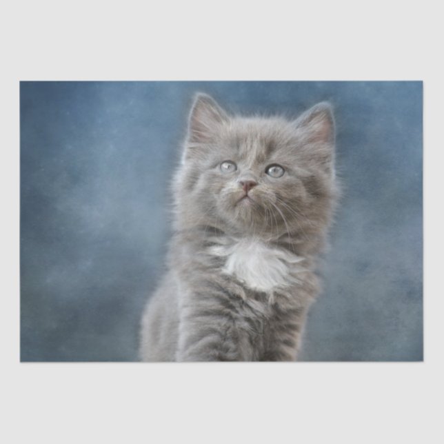 stormy cat tissue paper (Front)