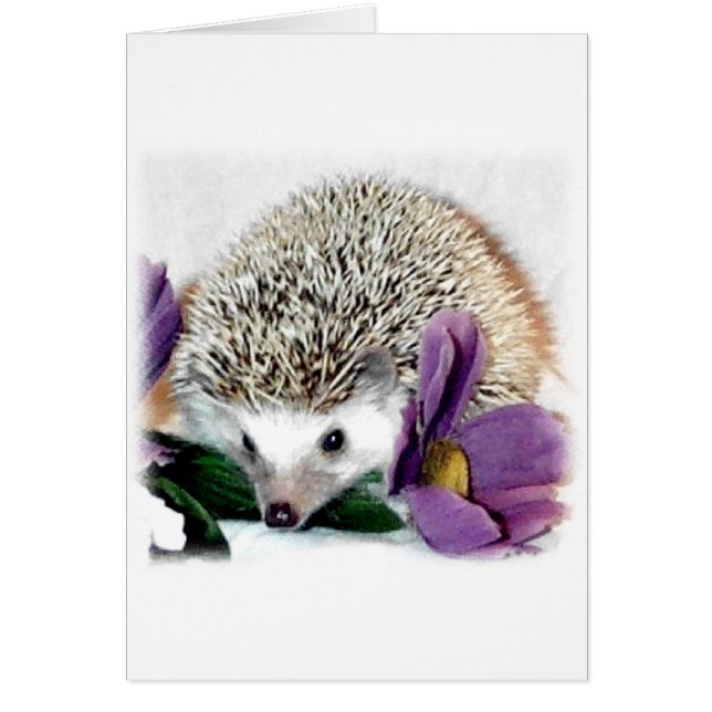 Stormy the Hedgehog (Front)