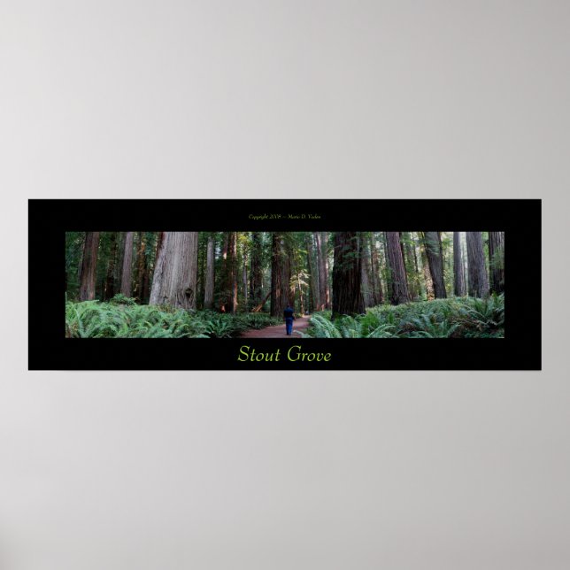 Stout Grove Redwood Trees Poster (Front)