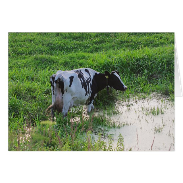 Straggled cow (Front Horizontal)