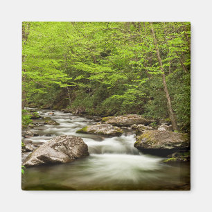 Straight Fork Flows Through Forest Magnet
