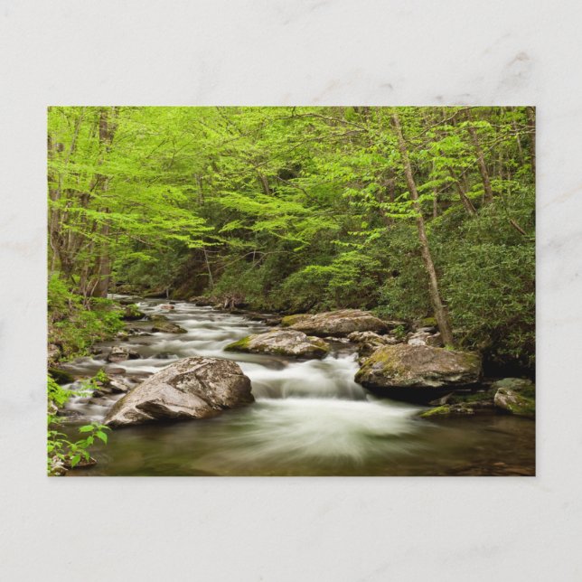 Straight Fork Flows Through Forest Postcard (Front)