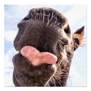 Straight from the horse's mouth funny animal photo print