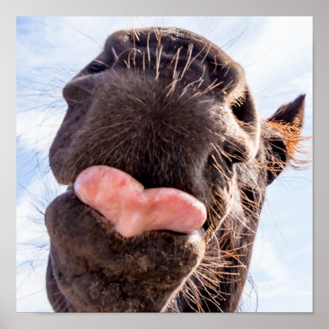 Straight from the Horse's Mouth Funny Animal Poster (Front)