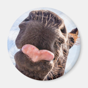 Straight from the Horse's Mouth Funny Horse Photo Magnet