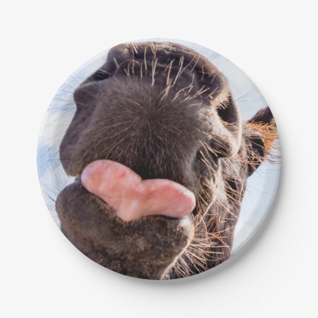 Straight from the Horse's mouth Funny Photograph Paper Plate (Front)