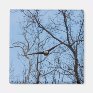 Straight On Eagle Magnet