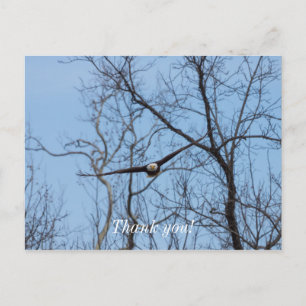 Straight On Eagle Thank You Postcard