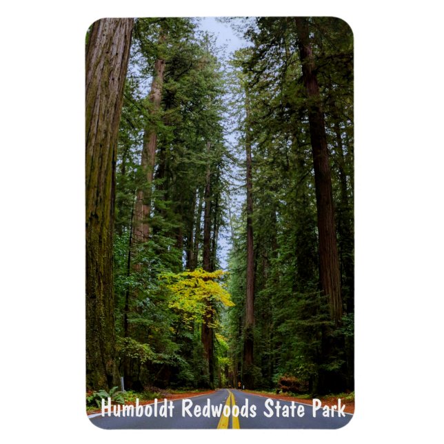 Straight Road Ahead Through Misty Redwood Forest M Magnet (Vertical)