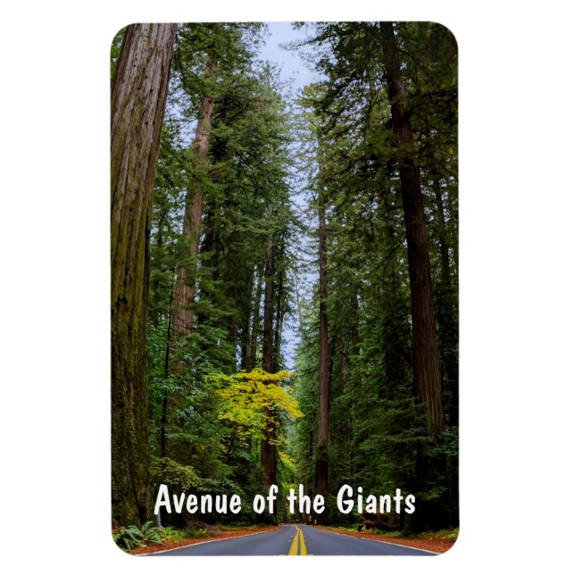 Straight Road Ahead Through Misty Redwood Forest Magnet (Vertical)