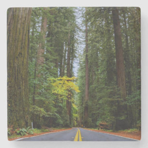 Straight Road Ahead Through Misty Redwood Forest Stone Coaster