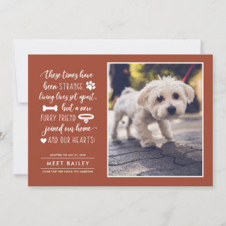 Strange Times New Pet Photo Announcement | Orange