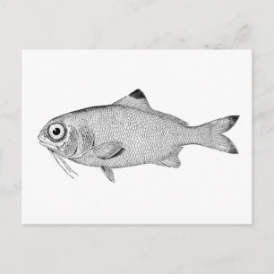 Strange vintage fish drawing postcard