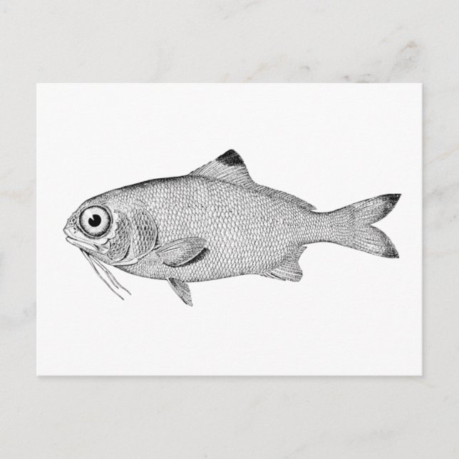 Strange vintage fish drawing postcard (Front)