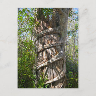 Strangler Fig, Big Cypress Swamp, Florida Postcard