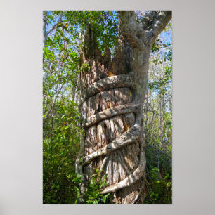 Strangler Fig, Big Cypress Swamp, Florida Poster
