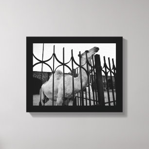 Strategic Camel Canvas Print
