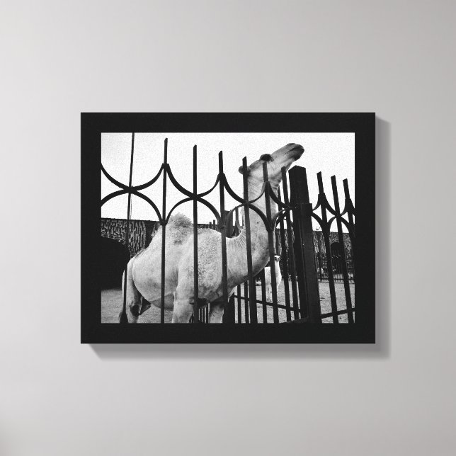 Strategic Camel Canvas Print (Front)