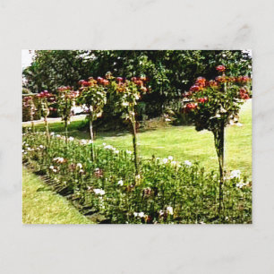 Stratford-upon-Avon Garden Rose snap-29602 jGibney Postcard
