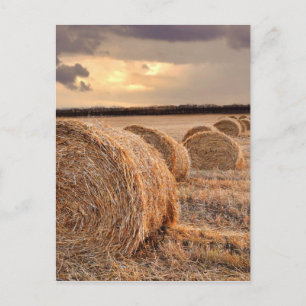 Straw Bales Postcard