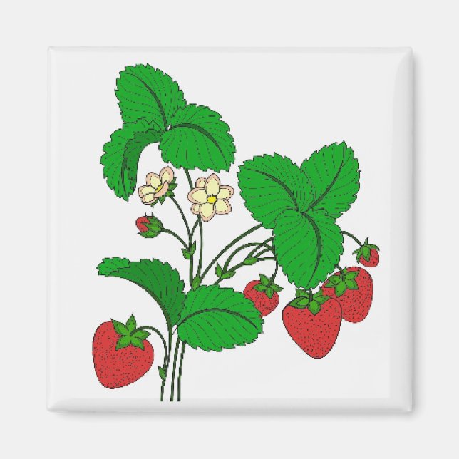 Strawberries for Breakfast Magnet (Front)