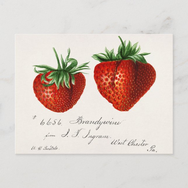 Strawberries (Fragaria) Fruit Watercolor Painting Postcard (Front)