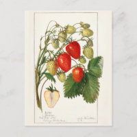 Strawberries (Fragaria) Fruit Watercolor Painting