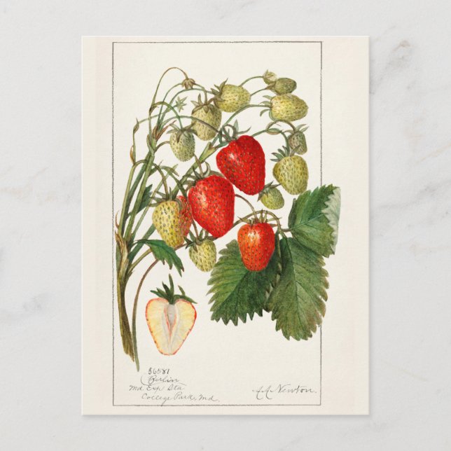 Strawberries (Fragaria) Fruit Watercolor Painting Postcard (Front)