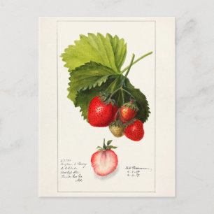 Strawberries (Fragaria) Fruit Watercolor Painting Postcard