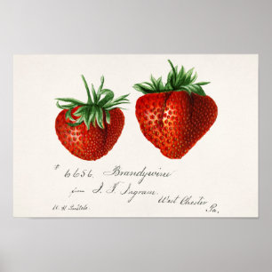 Strawberries (Fragaria) Fruit Watercolor Painting Poster