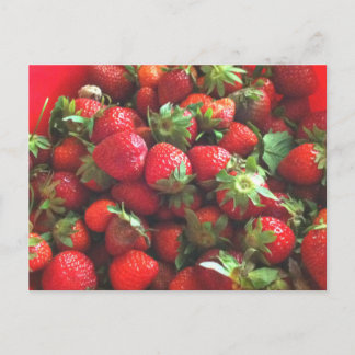 Strawberries | fresh picked red berries  postcard