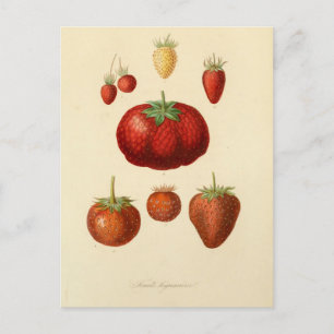 Strawberry Berries Botanical Vintage Postcard